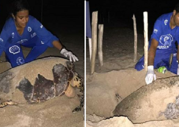 Tartarugas marinhas são flagradas desovando nas praias de Luís Correia